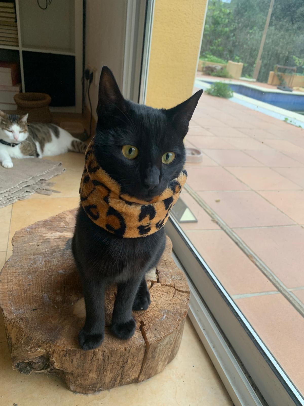 Cuello de Coralina - Estampado Leopardo - Imagen 4
